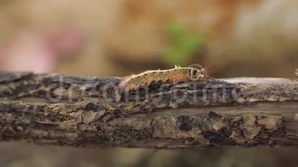 黄毛虫蝶甲双足节肢动物气管野生切除术视频的预览图