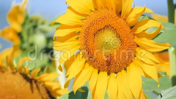 向日葵花粉和有阳光的蜜蜂视频的预览图
