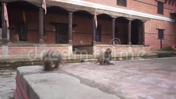 尼泊尔印度教寺庙吃稻粮的两只猴子视频的预览图