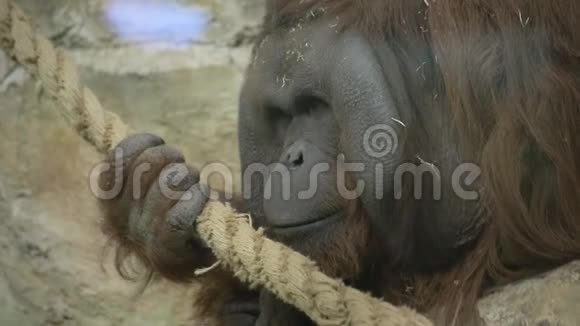 猩猩坐在笼子里视频的预览图