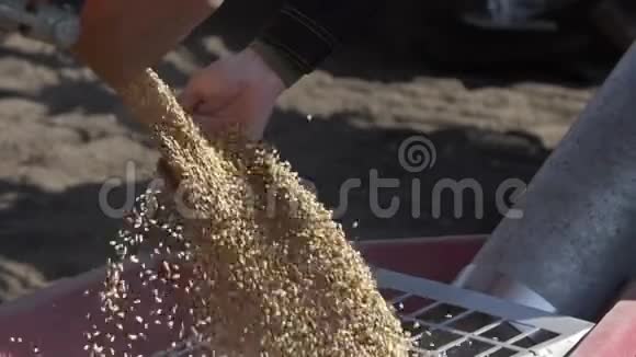 在拖拉机拖车中缓慢地卸载小麦以供播种视频的预览图