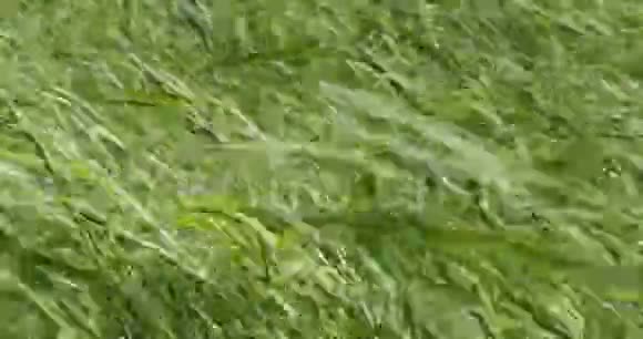 风摇动弯曲绿茎芦苇视频的预览图