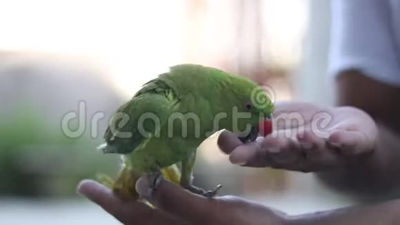 宠物绿鹦鹉坐在手上视频的预览图