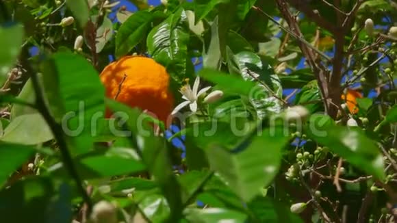 放大橘树上一朵橙花的镜头视频的预览图