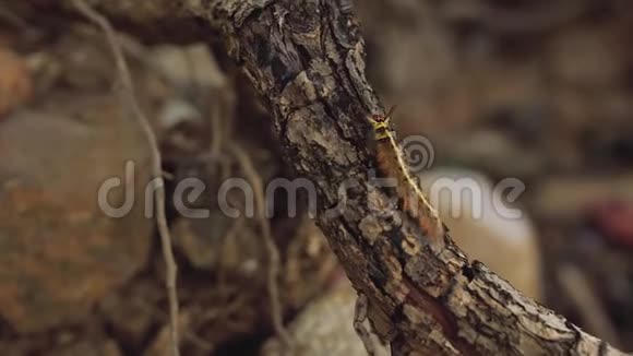 黄毛虫蝶甲双足节肢动物气管野生切除术视频的预览图
