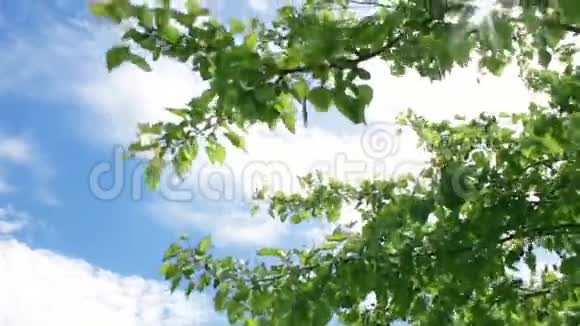 一棵梅树的绿叶在蓝天的风中摇曳视频的预览图
