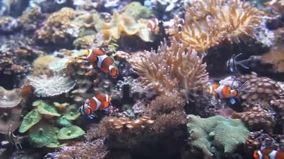 奇异的鲜橙鱼在水下游泳视频的预览图