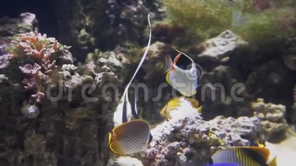 黄亮的鱼在珊瑚礁中游动视频的预览图