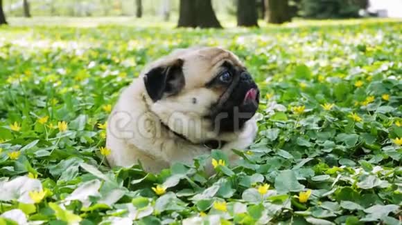 狗躺在森林中一片开花的草地上呼吸急促的肖像视频的预览图