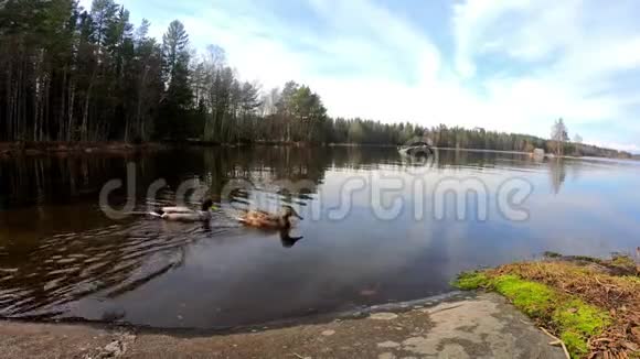 鸭子们正在湖边游泳在一个阳光明媚的美丽的湖边的欧洲旅游场所视频的预览图