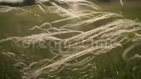 银羽草在草原迎风摇曳俄罗斯的羽毛草大风吹过草吹过草视频的预览图