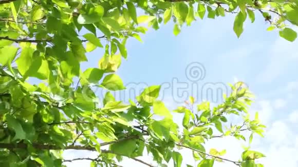 一棵梅树的绿叶在蓝天的风中摇曳视频的预览图