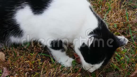 黑白猫在秋草上吃新鲜的鱼视频的预览图