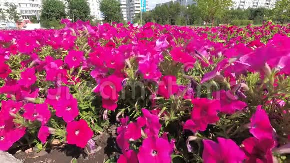 粉色矮牵牛花特写鲜花在城市公园迎风摇曳视频的预览图