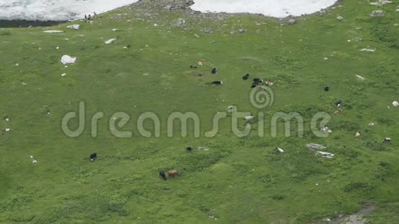 高山景观在夏季与奶牛牧场在高加索山生态概念视频的预览图