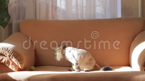 一只剃过毛的灰猫在沙发上洗动物护理概念视频的预览图