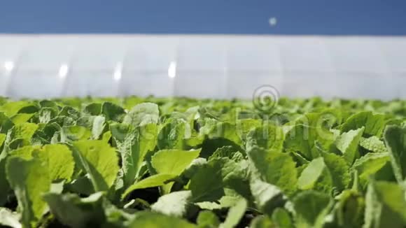 镜头移动沿一个年轻的绿色幼苗N中国卷心菜附近温室视频的预览图