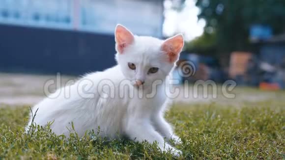 可爱的小白猫夏天在草地上洗澡视频的预览图