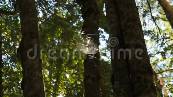 蜘蛛的网在山毛榉林中被阳光照亮视频的预览图