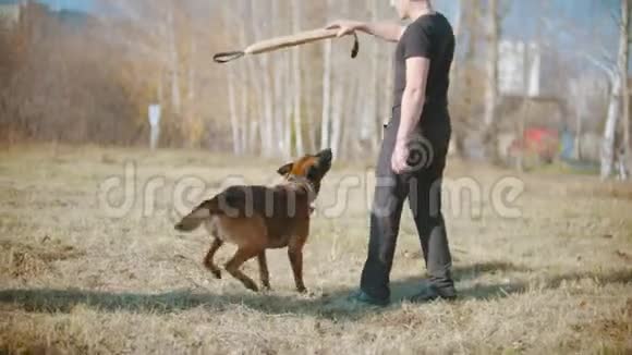 一个人训练他的德国牧羊犬煽动狗在抓钩诱饵和使狗跳视频的预览图