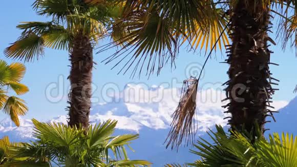 瑞士雪山阿尔卑斯山棕榈树的景观蒙特勒银行视频的预览图
