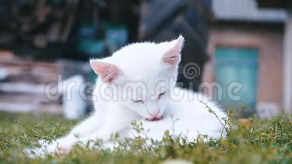可爱的小白猫夏天在草地上洗澡视频的预览图