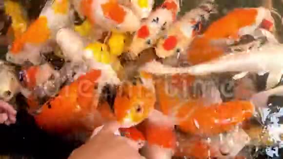 花鲤鱼在水上五颜六色在瓶子里吃食物视频的预览图
