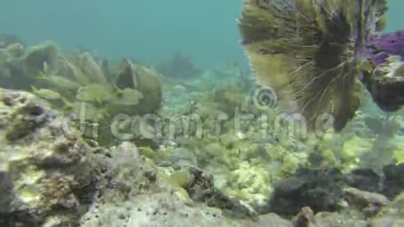 珊瑚礁上的小嘴角视频的预览图