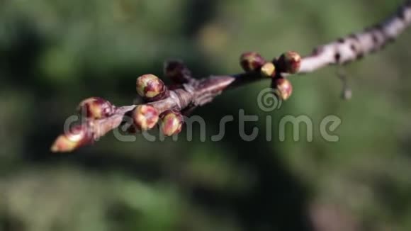 树枝上的芽春芽樱桃树全高清视频视频的预览图
