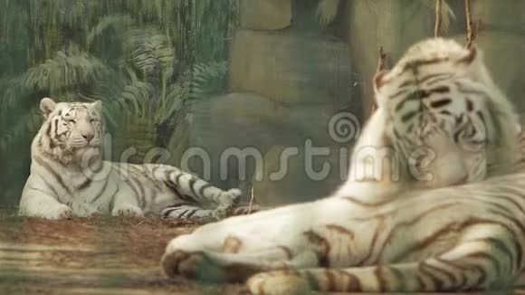 一对白色孟加拉虎一只老虎抓着自己的爪子另一只洗视频的预览图