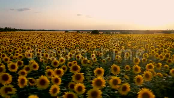 在夕阳的背景下飞过一片盛开的向日葵视频的预览图