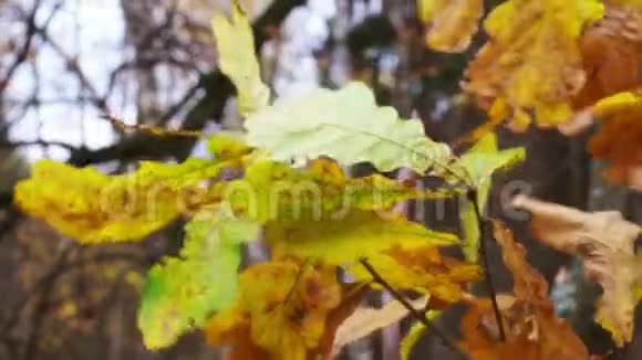 秋天的树叶和树木视频的预览图