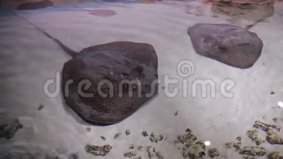 在马尔代夫惊人的海底背景下的曼塔雷斜坡鱼视频的预览图