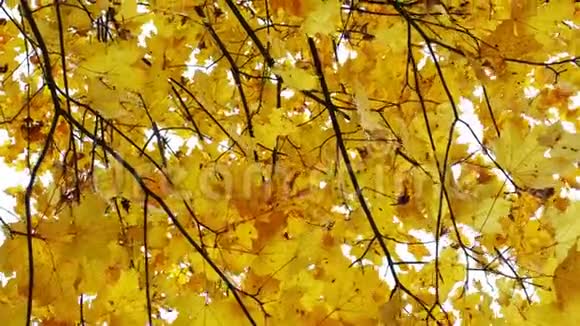 秋天的树叶和树木视频的预览图