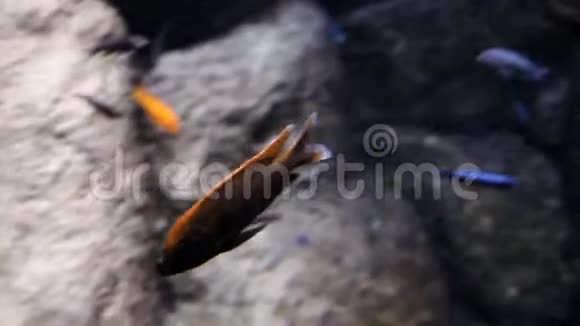 海洋考察鱼游过大海里的大灰大石大海视频的预览图