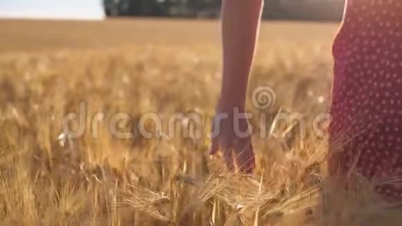 靠近雌性的手移动着成熟的小麦在草地上生长少女穿过大麦田视频的预览图