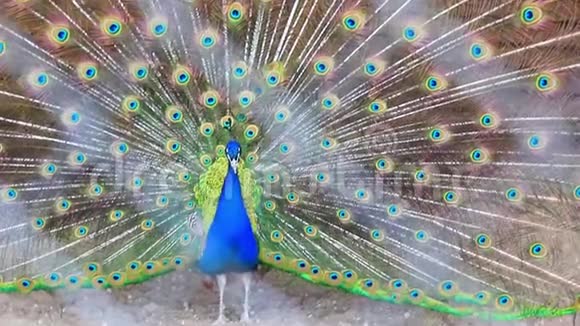 美丽的孔雀把他的彩色尾巴弄松了视频的预览图