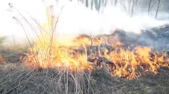 燃烧老干草森林危险概念视频的预览图