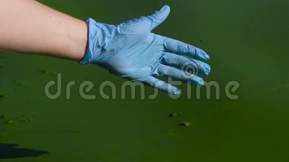 在被绿藻污染的河流中用手套密切地抓水视频的预览图
