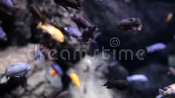 海洋考察鱼游过大海里的大灰大石大海视频的预览图