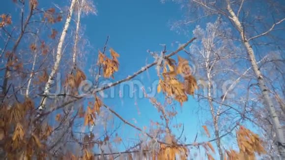 枫籽在雪地里映衬着冬林雪中的树木没有树叶映衬蓝天视频的预览图
