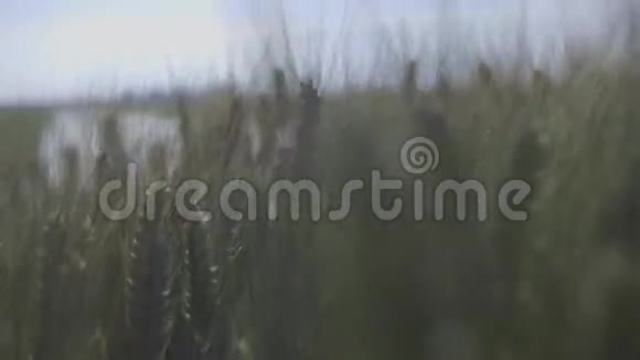 晒稻田2视频的预览图