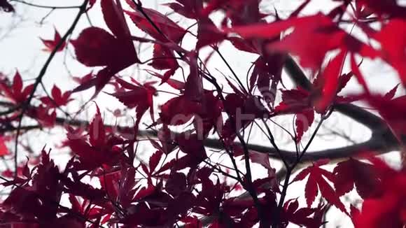 秋天的红叶视频的预览图