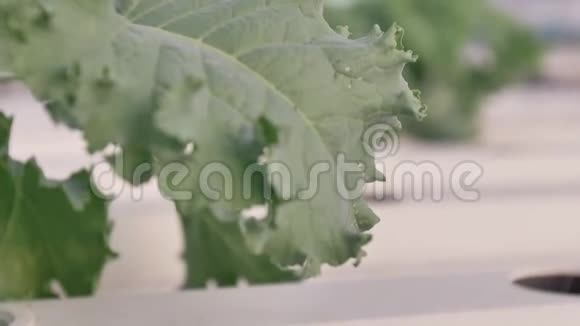 Hydropon农场Kale工厂手持4k慢速运动视频的预览图