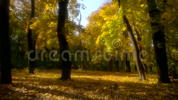 美丽的秋天公园树叶在落下视频的预览图