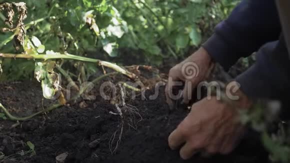 一个人正在收割土豆地上的土豆种土豆一个人用铁锹挖土豆慢动作视频的预览图