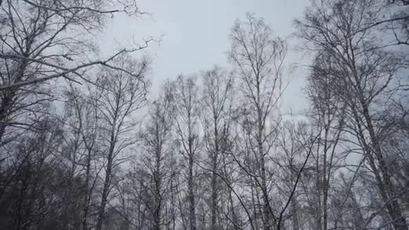 前景是没有树叶的树木在雪和狗训练场视频的预览图