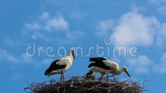 白色的鹳鸟碧空的巢中的科视频的预览图