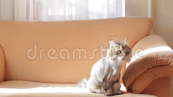 一只剃过毛的灰猫坐在沙发上装饰视频的预览图