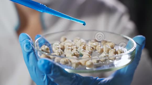 实验室农业谷物和豆类研究人员谷物转基因研究视频的预览图